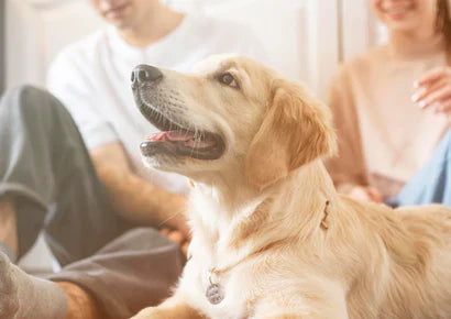 How to Build a Better Bond With Your Pet Through Daily Routines