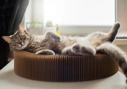 Top 10 Must-Have Pet Accessories for Every Pet Owner in 2025