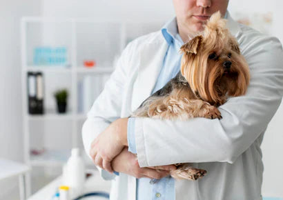 Essential Pet Care Tips to Keep Your Furry Friend Happy and Healthy